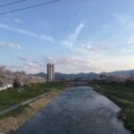 満開の桜。 |