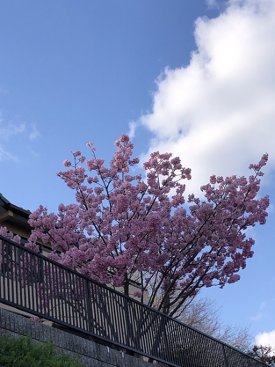 Double joy! | 永田大建築設計事務所houzz