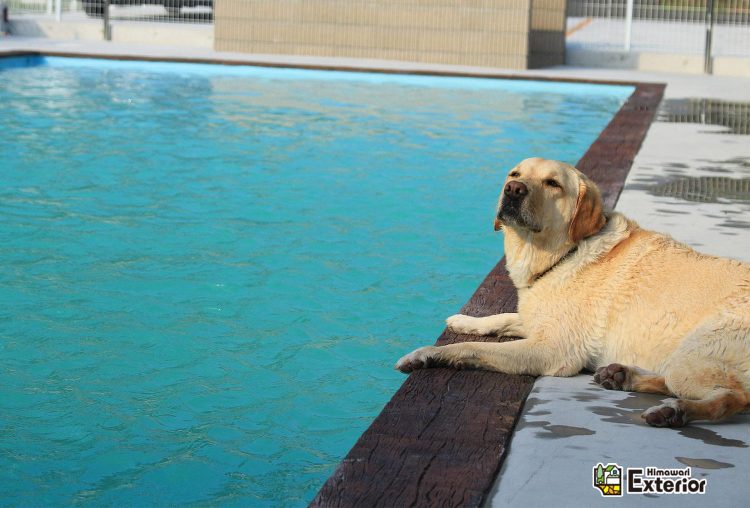 大型犬歓迎の ドッグプール !こだわりのプールを加東市東条で施工! |...