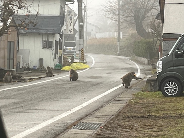 【南会津町 新築注文住宅】現場で猿に遭遇 | 星工務店の星社長やスタッ...