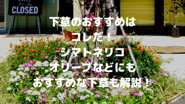 下草のおすすめはコレ!シマトネリコ・オリーブなどシンボルツリーに合う下...