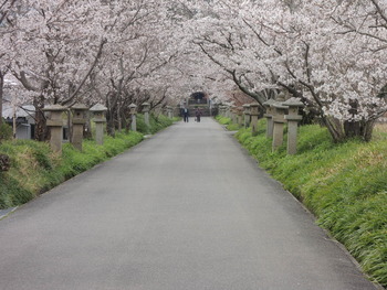 桜! : 毎年受賞歴多数!外構専門店サコヤマエクステリアのブログ