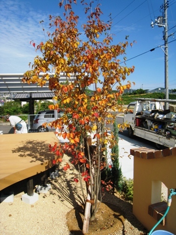紅葉(ヤマボウシ) : 毎年受賞歴多数!外構専門店サコヤマエクステリア...
