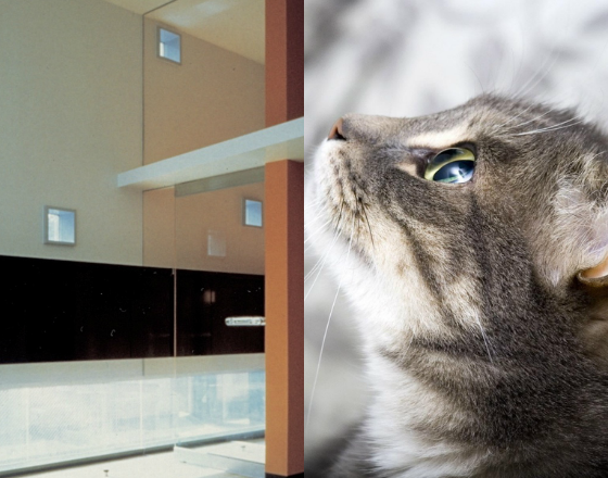 猫と暮らす家（ペット共生住宅）by前田敦計画工房 | 前田敦計画工房｜...