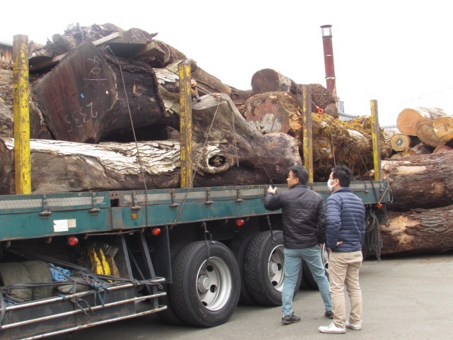丸太が続々入荷中!! | 原木 | 高田製材所ブログ | 高田製材所
