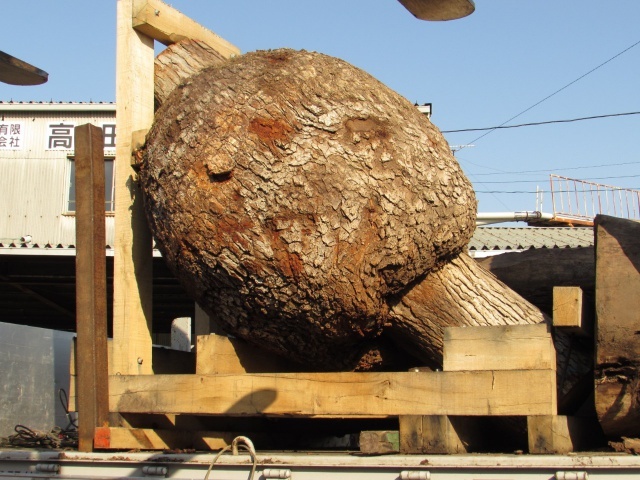 おいしそうなお肉のような“ホワイトオーク” | 原木 | 高田製材所ブ...