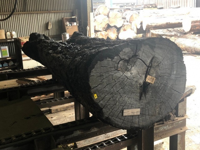 数千年の貴重な埋もれ木、神代欅(ジンダイケヤキ) | 無垢材 | 高田...