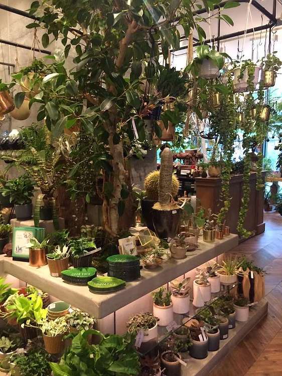 観葉植物 アーカイブ | ノエル 一宮店new_tabpdf