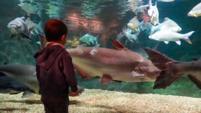 水族館|のうぎょうとぼく