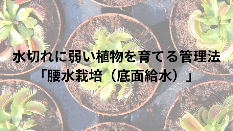 【ビオトープ水草】サギソウ(鷺草)の育て方・増やし方|のうぎょうとぼく