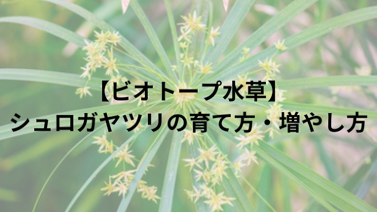 【ビオトープ水草】ミズトクサ(ミズドクサ)の育て方・増やし方|のうぎょ...