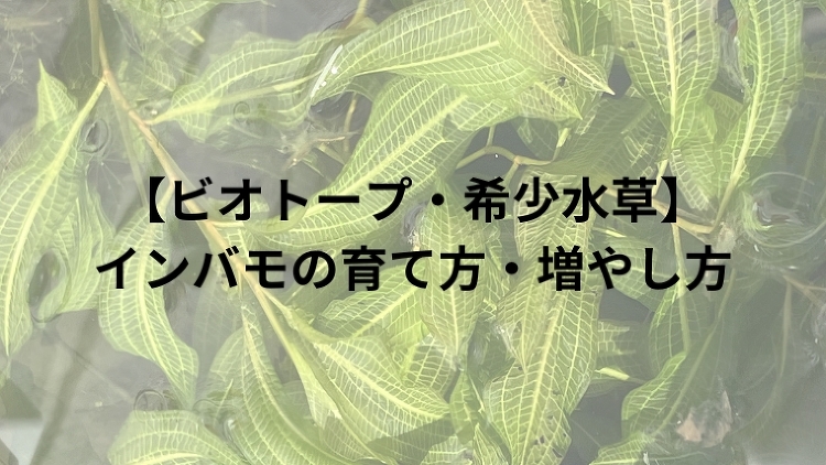 【ビオトープ・希少水草】インバモの育て方・増やし方|のうぎょうとぼく