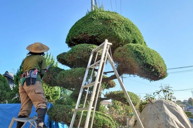 剪定・伐採・草刈り｜リフォームのマニュアル