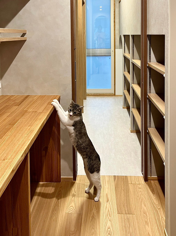 マンションリノベーションの完成検査で施主が見るべき注意点！猫と暮らす家...