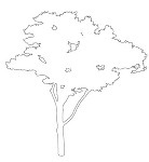 樹木立面図の2 | CAD-DATA.com