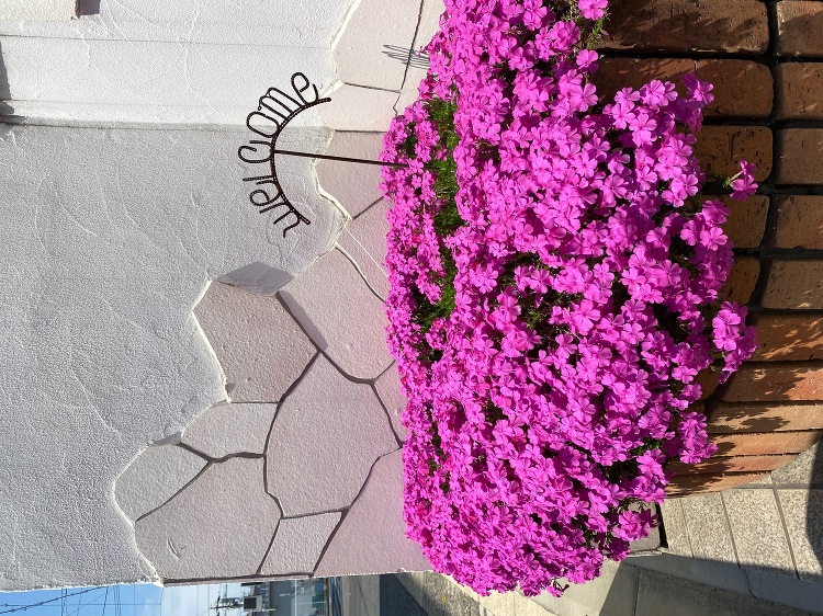 スタッフブログ|名古屋市東区 春です… (有)球休暇| 名古屋、春日井...