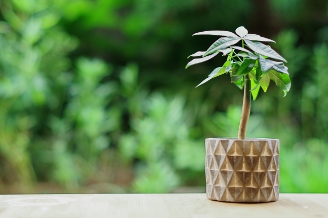 観葉植物レンタルのメリット | やまと園芸