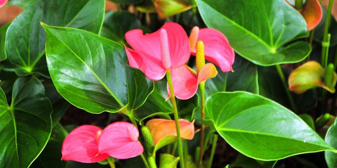 観葉植物レンタルやまと園芸のご提案 | やまと園芸