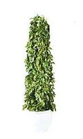 観葉植物レンタル商品一覧 | やまと園芸