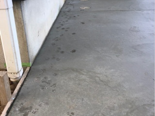 柏市での土間打ちで猫の足跡パニック | いしざき社長の庭ブログ