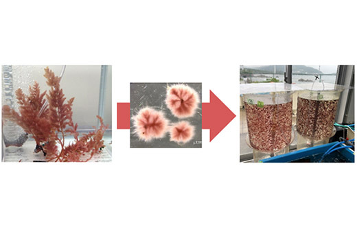 牛のげっぷ中のメタンガスを抑制する海藻の量産培養手法を開発 | プレス...
