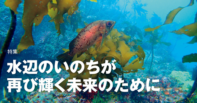 June 2023：特集 水辺のいのちが再び輝く未来のために | KA...