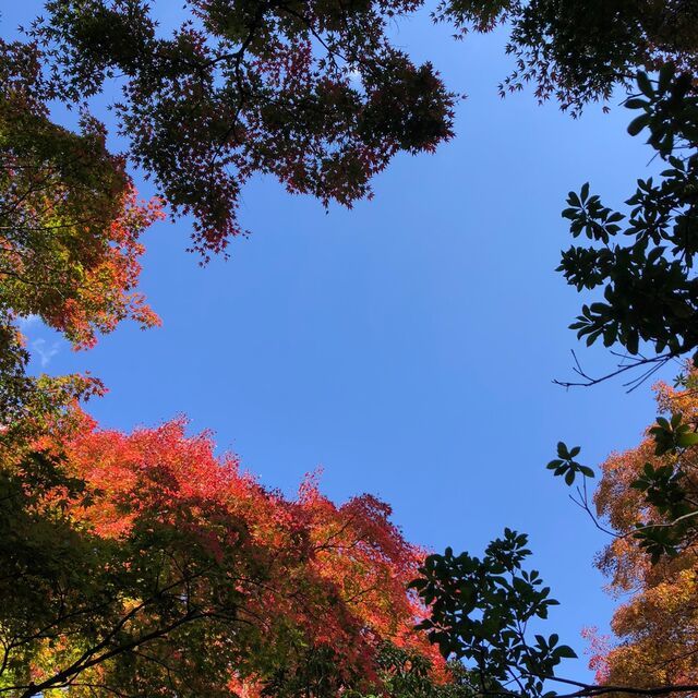 今週のお花〜秋のお出かけ紅葉編〜 - ブログ - 神奈川エコハウス 環...
