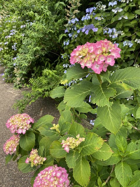 今週のお花〜季節を彩るお花〜 - ブログ - 神奈川エコハウス 環境・...