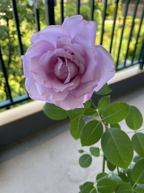 今週のお花?白い小屋? - ブログ - 神奈川エコハウス 環境・健康・...
