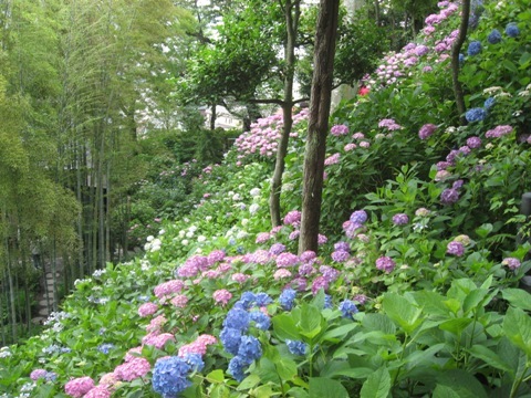 アジサイ寺 - ブログ - 神奈川エコハウス 環境・健康・景色を大切に...