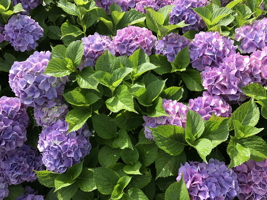 お引渡し?紫陽花の咲く頃に - 神奈川県小田原市にあるデザイン建築設計...