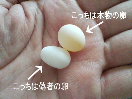 イアンではなく - 神奈川県小田原市にあるデザイン建築設計の天工舎一級...