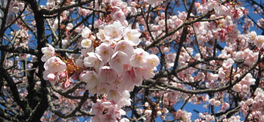 熱海の桜 - 神奈川県小田原市にあるデザイン建築設計の天工舎一級建築士...