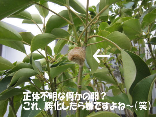何かの卵発見! - 神奈川県小田原市にあるデザイン建築設計の天工舎一級...