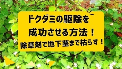 ドクダミの駆除を成功させる方法！除草剤で地下茎まで枯らす！ | 奈良の...