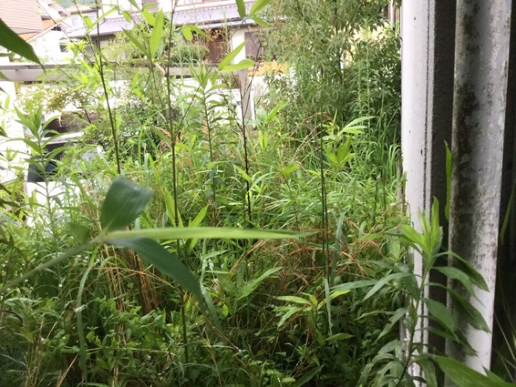 庭の笹対策で有効な方法！除草剤を使わない笹対策とは？