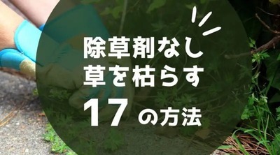 【雑草対策】除草剤を使わずに草を枯らす17の方法