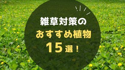 雑草対策の植物おすすめグランドカバー15選｜植えてはいけない品種も解説...