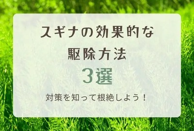 スギナの効果的な駆除方法3選?対策を知って根絶しよう!