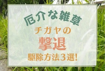 厄介な強い雑草「チガヤ」の撃退・駆除方法３選！おすすめの除草剤で根絶！...