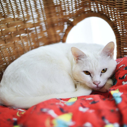 ひともペットも楽しく幸せに♪ペットリノベアイデア集【ねこ編】 | リノ...