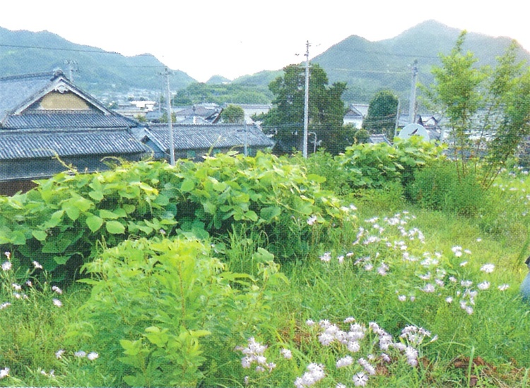 仁尾町S邸の草屋根 | 自然と寄り添う