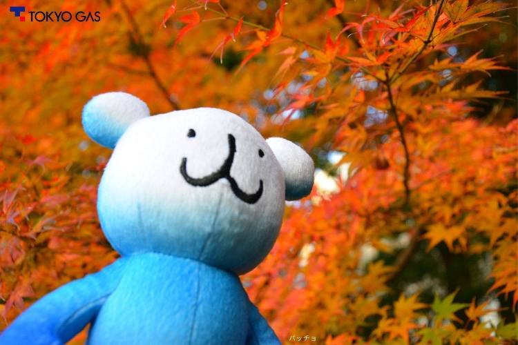◆東京ガス本社北側◆「旧芝離宮恩賜庭園」の紅葉をお届け♪ | 東京ガス...
