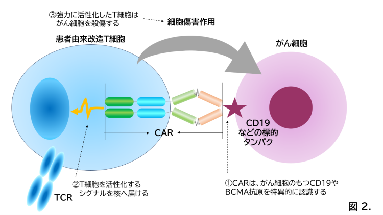CAR-T療法(血液悪性腫瘍に対する新規細胞治療)沖縄県に初導入 | ...