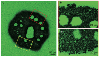 サンゴはCO2固定に貢献している!? 骨格形成時のpH上昇機構を解明 ...