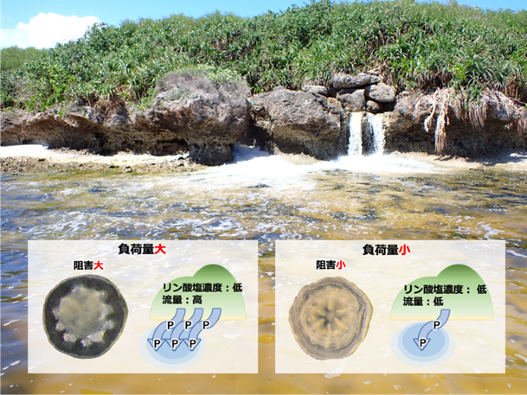 塵も積もれば山となる?低濃度のリン酸塩でもサンゴの生育を阻害 稚サンゴ...