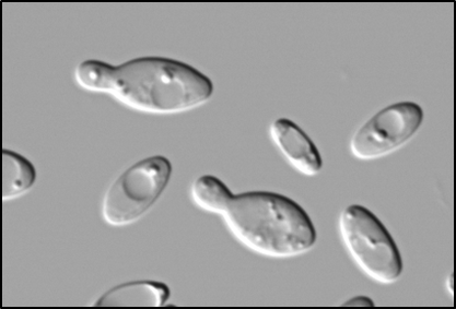 沖縄のショウジョウバエから新種酵母を発見 ―Hanseniaspora...