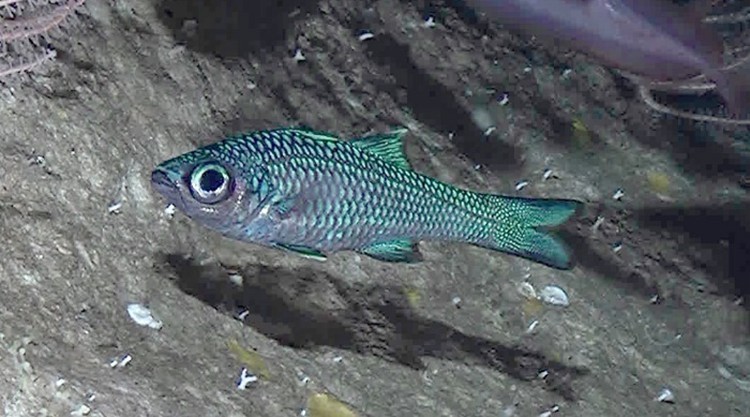 大東諸島の深海洞窟で翡翠色のヤセムツ科魚類を初発見 ?3台の無人探査機...