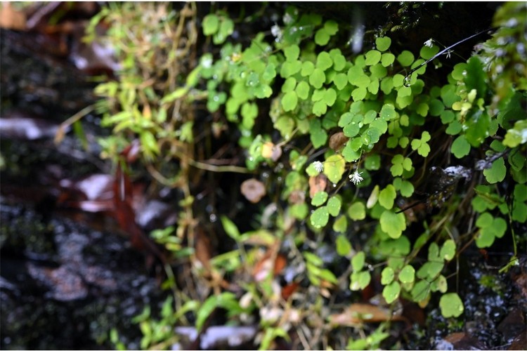 沖縄島北部の世界自然遺産地域から新種の植物を発見 ?「ヤンバルカラマツ...