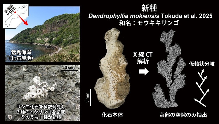 山陰初,新種のイシサンゴ化石の発見 | 琉球大学